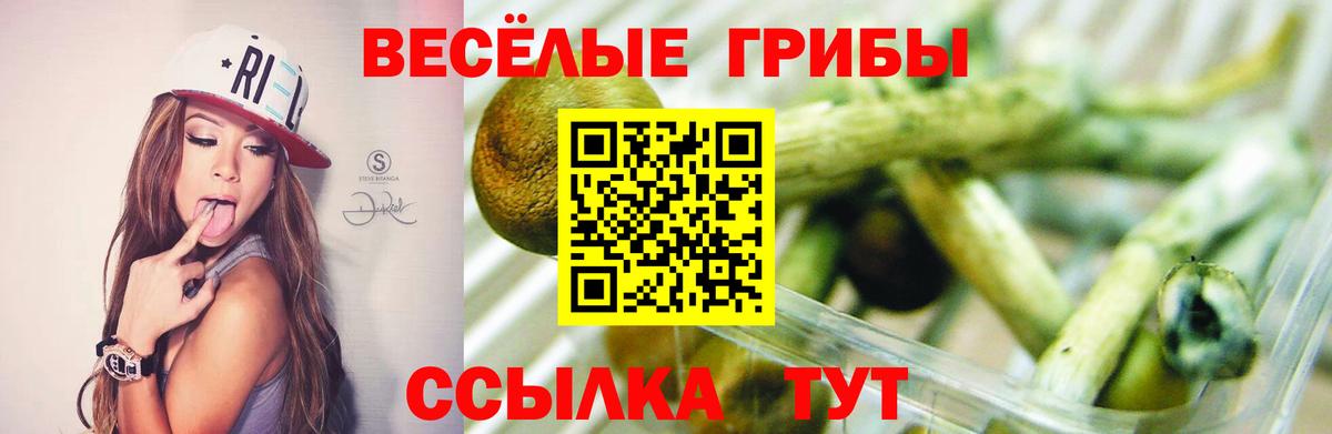 Псилоцибиновые грибы мицелий  Псилоцибиновые грибы GOLDEN TEACHER  Вход с VPN  Благовещенск 